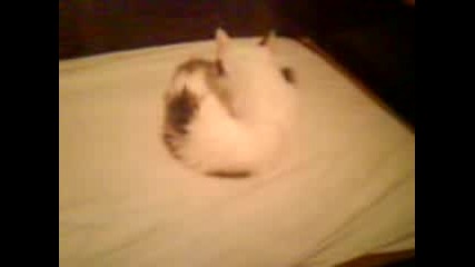 Моята лигава котка пада от леглото !
