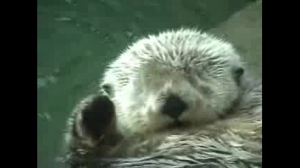 Otters holding hands.flv