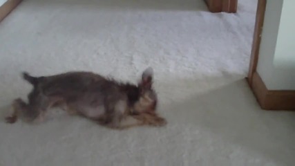 Wet Dog
