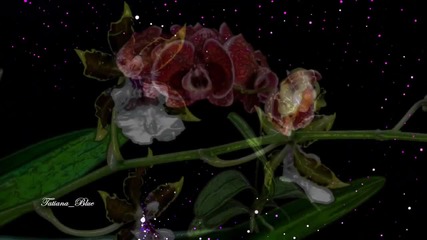 Ernesto Cortazar - Flowers That Last Forever