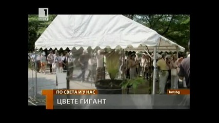 Цвете - гигант с непоносимо зловоние ! Бнт 1 23.07.10г.