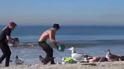 Смях ... Гларуси нападат хора на плажа