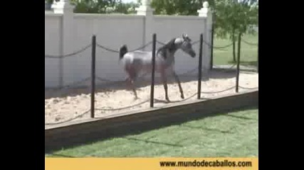 Arabian Horses .wmv