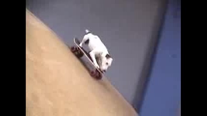 Куче скейтбордист 