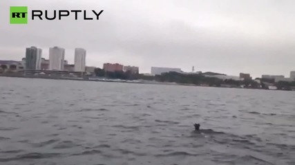 Crazy Deer Goes for an Ocean Swim