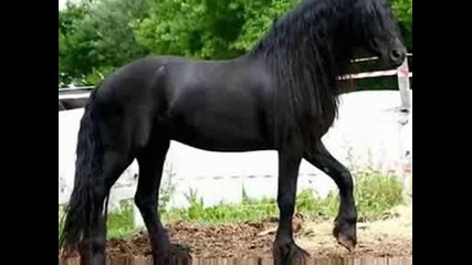 Black Horses 