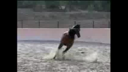 арабски кон