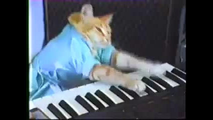 Котка свири на йоника 