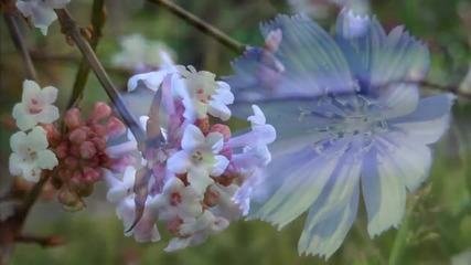 Hakka Ballad Cut Flowers