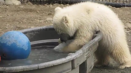 Полярна мечка взима лед от леген