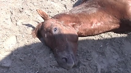 Demolition Derby - Peta's Investigations Expose Horse-racing Cruelty