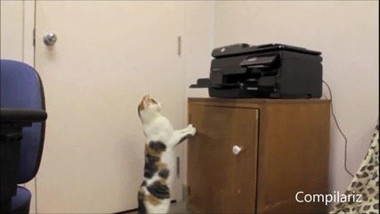 (смях) котки се изправят срещу принтери