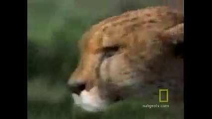 Fast and Furious Lives of Cheetahs 