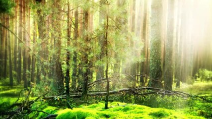 3 Hours Relaxing Celtic Fantasy Music Enchanted ☀️ Elven Melody for Relax Dream Meditation Study