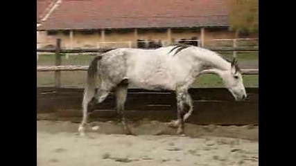 06.XI.2008 - Рени и Голд Мен в рампена