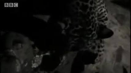 Rare scavenging wild cat - Jaguar - Bbc Animals 