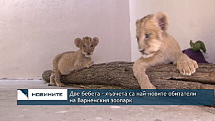 Две бебета - лъвчета са най-новите обитатели на Варненския зоопарк
