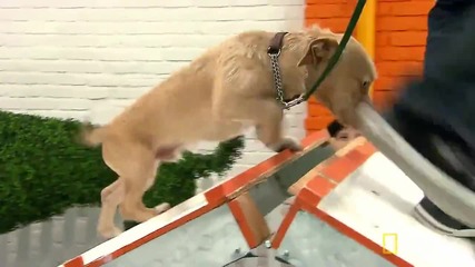 Cesar Millan помага да се обучава кучето да победи страха си от стълбите