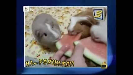 Господари На Ефира - На - Рояци.ком Патки Използват Ескалатор!!! 