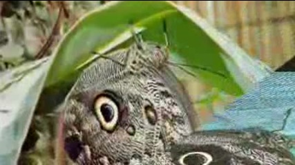 Danyel Gerard - Butterfly