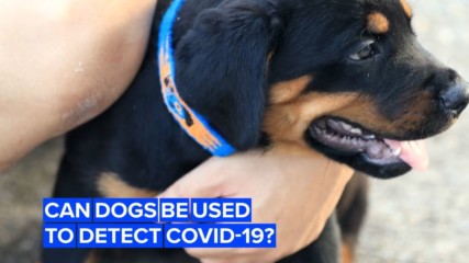 Могат ли кучетата да бъдат обучени да надушват COVID-19?