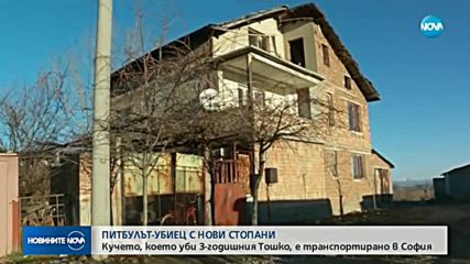 Питбулът, който уби 3-годишния Тошко, вече има нови стопани