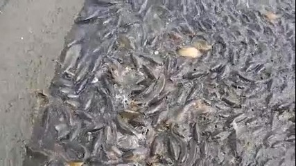 когато рибата стане повече от водата