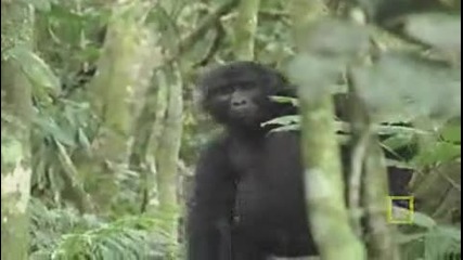 Ng Gorilla Tourism 