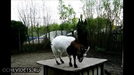 Козел с футболни умения