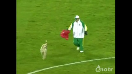 Куче бяга из футболния терен ! ;dd