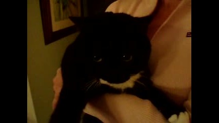 Meanest Cat Ever Part Ii