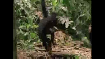 National Geographic - Baby Chimp