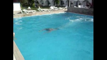 Мите показва кресненски скок на басейна,  Messonghi Beach Hotel Corfu
