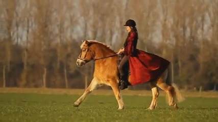 Haflinger