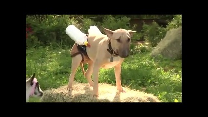 Куче храни козлета