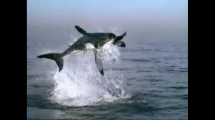 Как Атакува Бялата Акула ( Забавен Кадър )