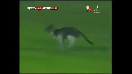Коте се разходи зад вратата на Димитър Иванков 