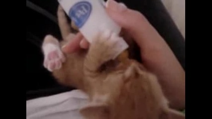 Едно Малко Котенце