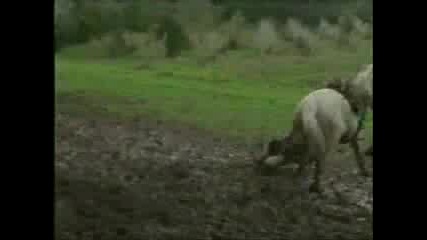 Невероятно Смешно Клипче 