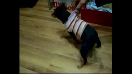 speed dog