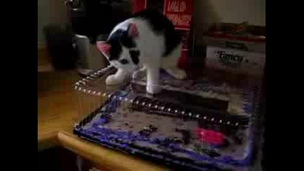 Котенце Иска Торта Ама.няма 