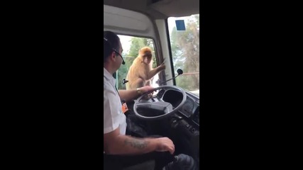 Маймуна краде обяда на шофьор на автобус!