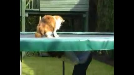 котка на батут 