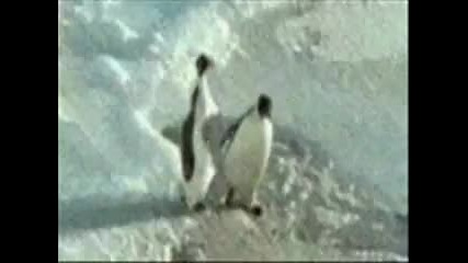 Пингвини се бъзикат. 
