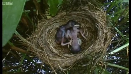 Big Brother eviction cuckoo style - Natural World - Bbc 