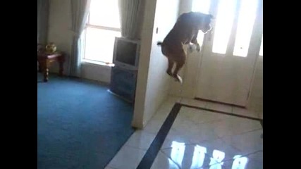 Куче скача като Елен - Смях