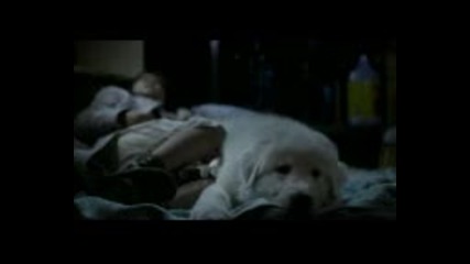 Търсенето на Дядо Коледа и Лапичка (2010)