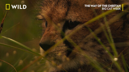 откъс | Пътят на гепарда | Месец на Големите Котки | NG Wild Bulgaria
