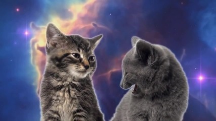 Забавно Space cats -- magic fly