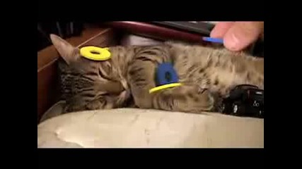 Mean Kitty - Sweet Dreams